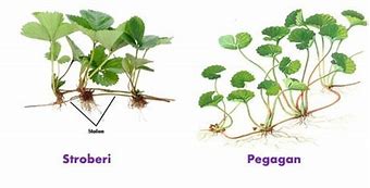 Stolon Berkembang Biak Dengan Cara